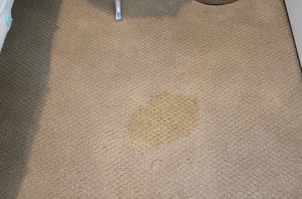 1. Carpet Cleaning Service Thousand Oaks CA