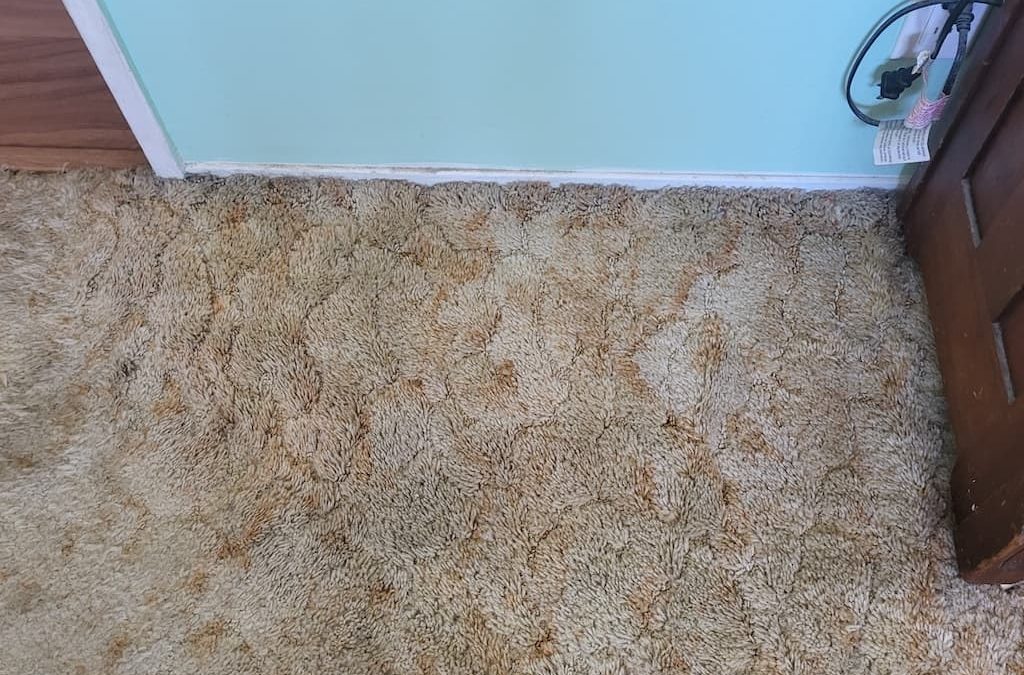 5. Carpet Cleaning Service Thousand Oaks CA