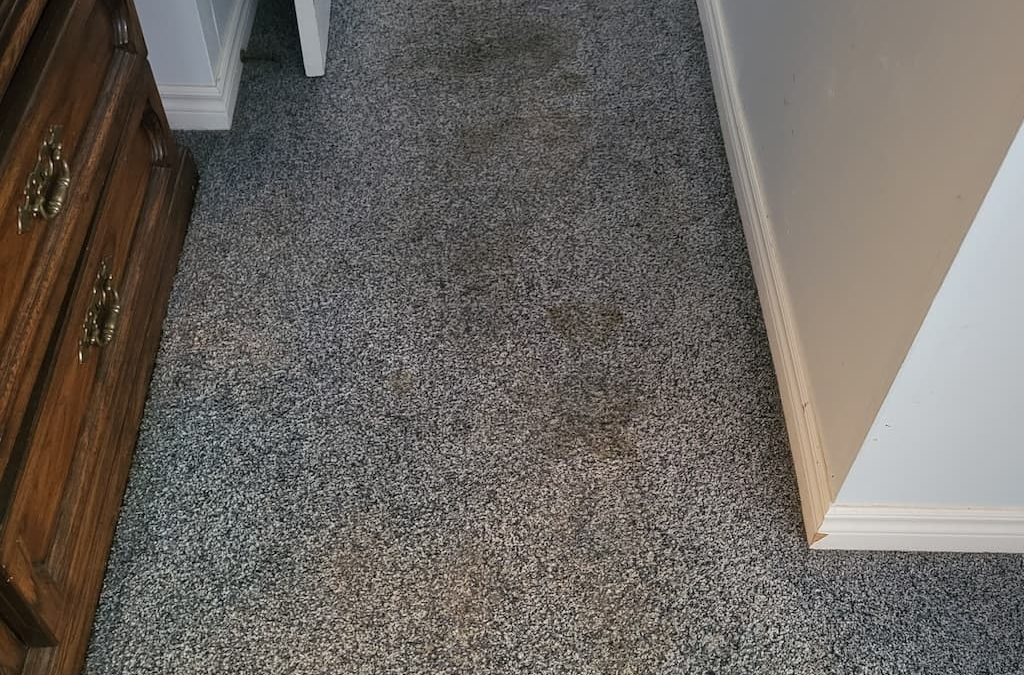 Carpet Cleaning Service Thousand Oaks CA | people you can know.