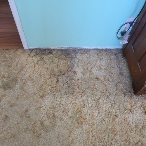 3. Carpet Cleaning Service Thousand Oaks CA