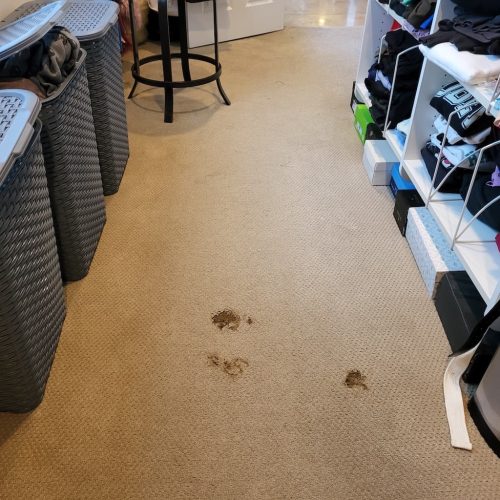 3.-Carpet-Cleaning-Service-Thousand-Oaks-CA-